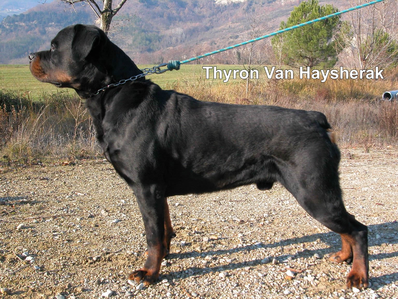 Thyron Van Haysherak